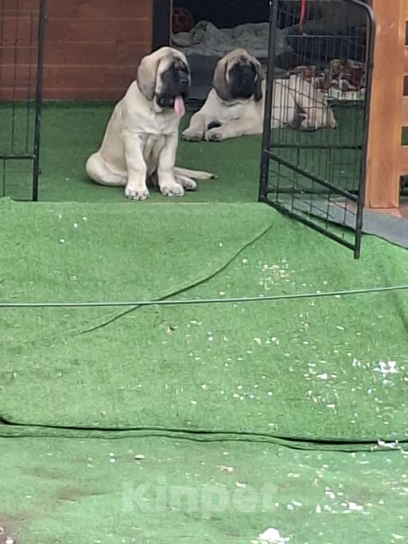 Собаки в других городах Московской области: Мастиф Кобель  Мальчик, Бесплатно - фото 2