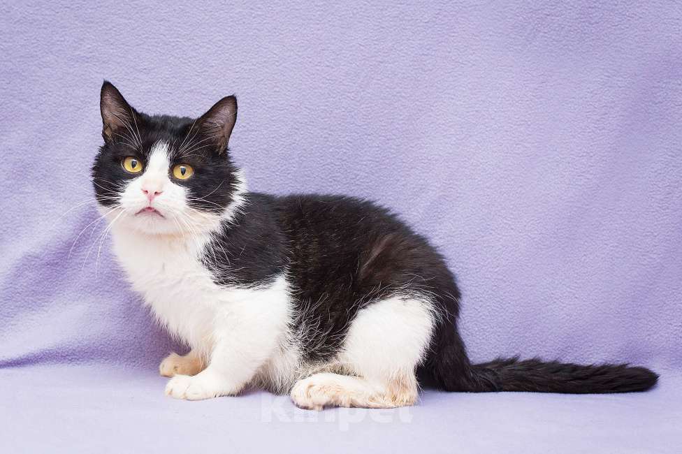 Кошки в Москве: Котик Крошик в добрые руки Мальчик, Бесплатно - фото 4