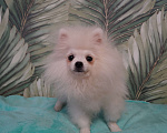 Собаки в Москве: Щенок померанского шпица-белый Мальчик, 25 000 руб. - фото 1