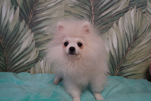 Щенок померанского шпица-белый