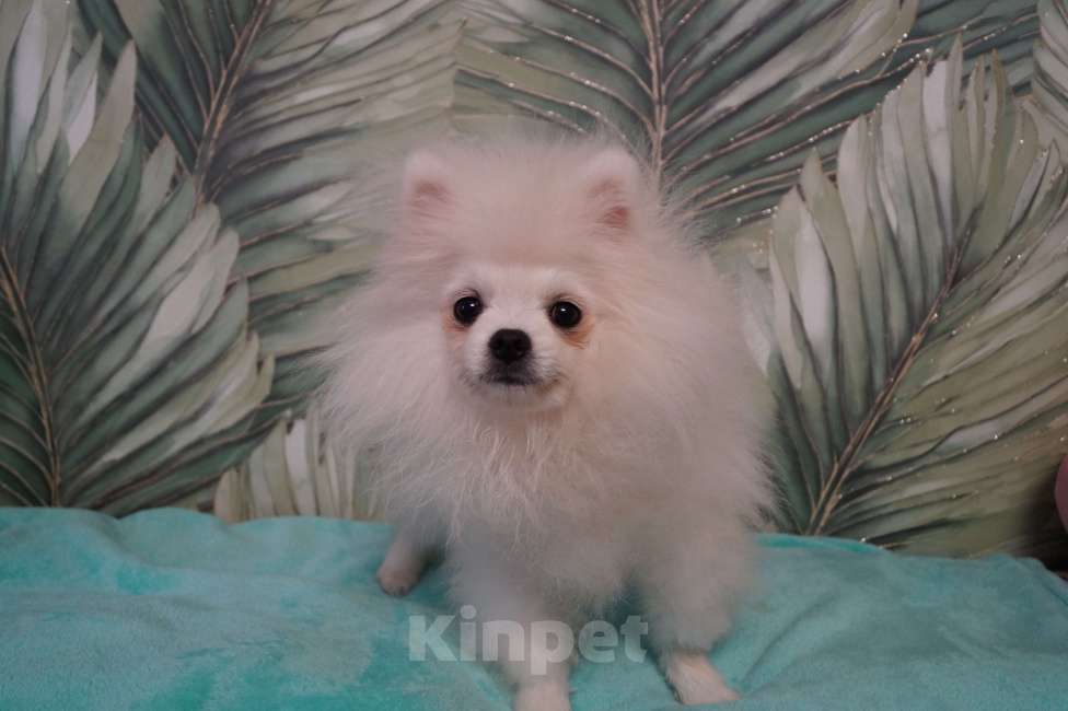 Собаки в Москве: Щенок померанского шпица-белый Мальчик, 25 000 руб. - фото 1
