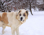 Собаки в Москве: Буран Мальчик, Бесплатно - фото 3
