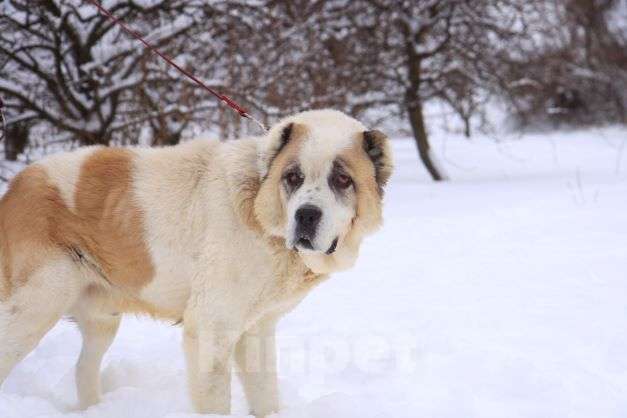 Собаки в Москве: Буран Мальчик, Бесплатно - фото 3