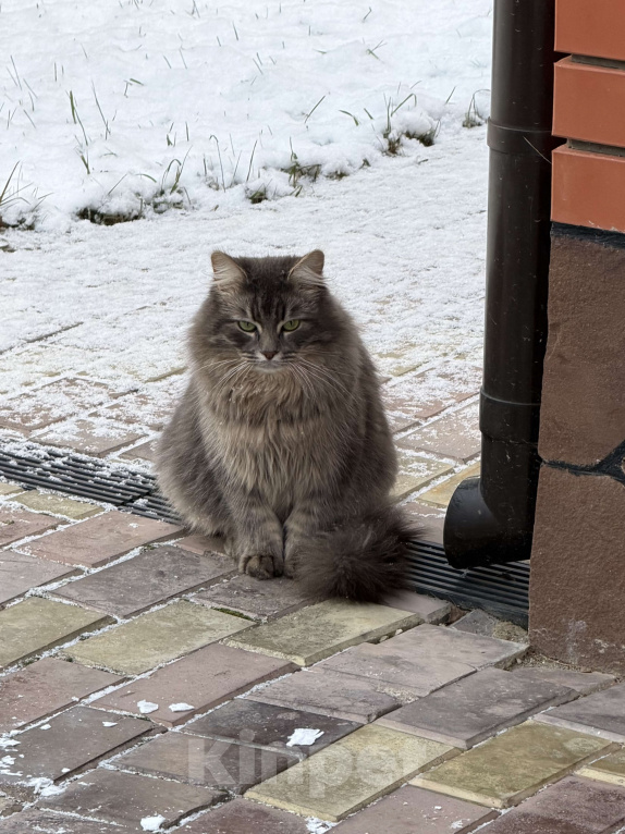 Кошки в других городах Московской области: Потерялся кот, 14.03.26 Мальчик, Бесплатно - фото 2