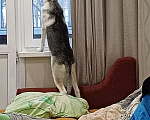 Собаки в Раменском: Вульфи ищет новый дом Мальчик, Бесплатно - фото 2