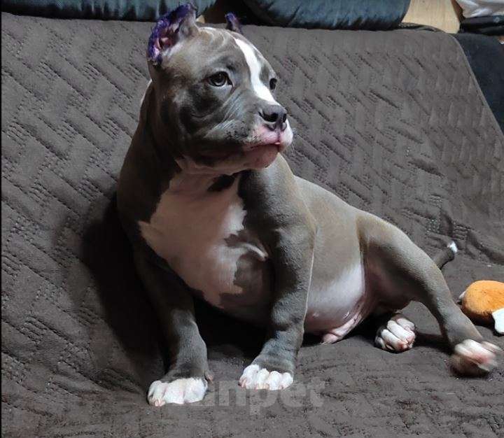 Собаки в Магнитогорске: Американский булли, щенок Мальчик, 65 000 руб. - фото 1