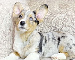 Собаки в Москве: Щенки вельш-корги кардиган Девочка, 40 000 руб. - фото 1