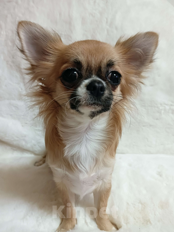 Собаки в Новосибирске: Щенки Чихуахуа Девочка, 130 000 руб. - фото 3