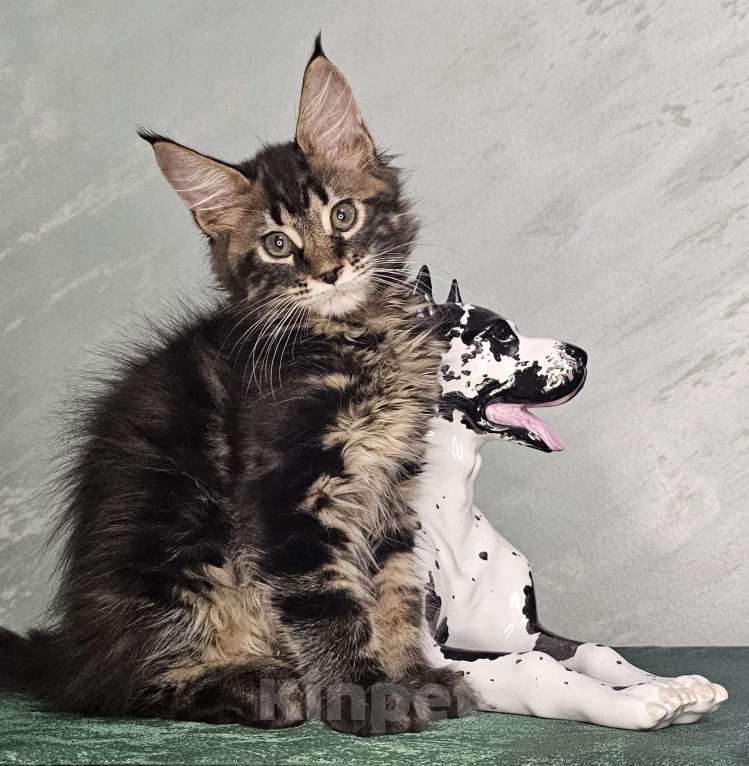 Кошки в Кисловодске: Питомник AnElKron, продажа котят Мальчик, 80 000 руб. - фото 1