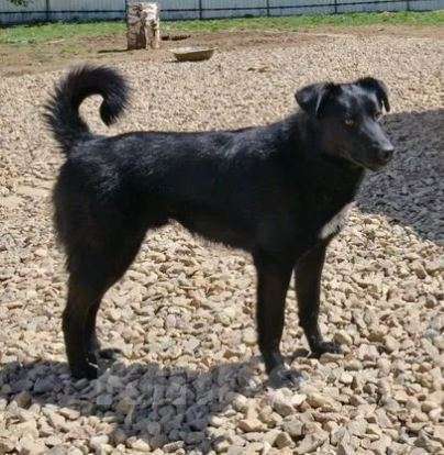 Собаки в Москве: Дени Мальчик, Бесплатно - фото 2