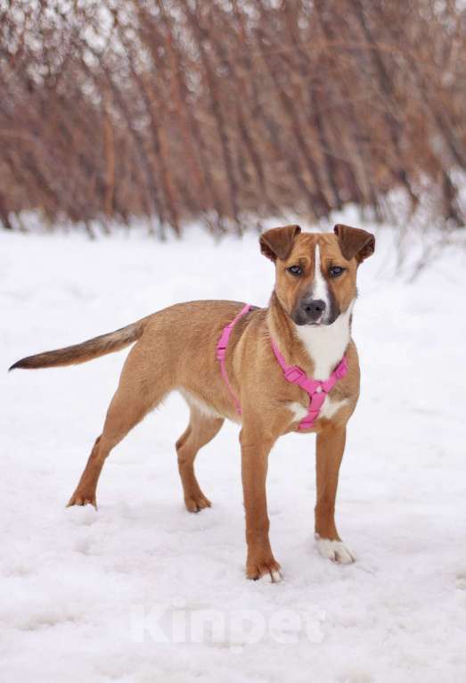 Собаки в Москве: Карри я яркой внешностью и нежной душой, мечтает о настоящей семье Девочка, Бесплатно - фото 3