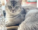 Кошки в Москве: Котика шотландца выкинули Мальчик, Бесплатно - фото 3