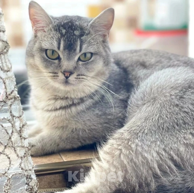 Кошки в Москве: Котика шотландца выкинули Мальчик, Бесплатно - фото 3
