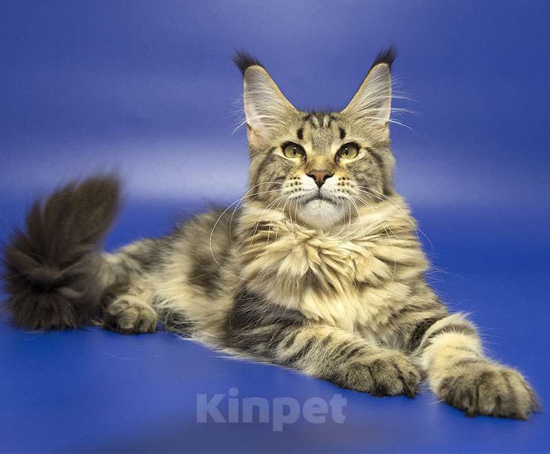 Кошки в Москве: Мейн кун котенок Девочка, Бесплатно - фото 1