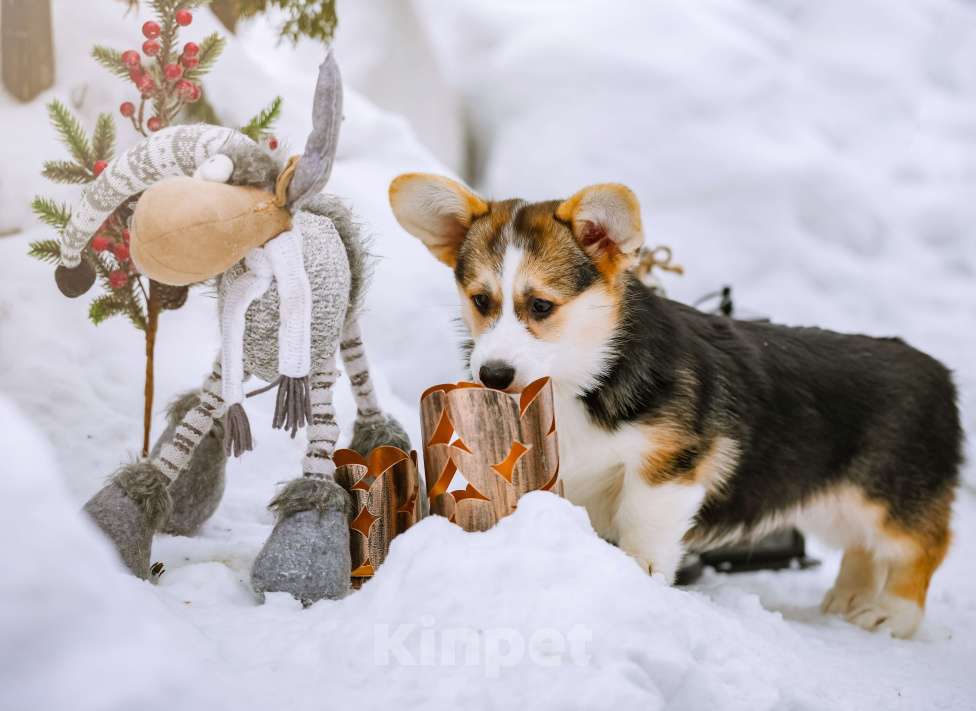 Собаки в Новосибирске: Вельш Корги Пемброк Джуди Хопс Девочка, 65 000 руб. - фото 10