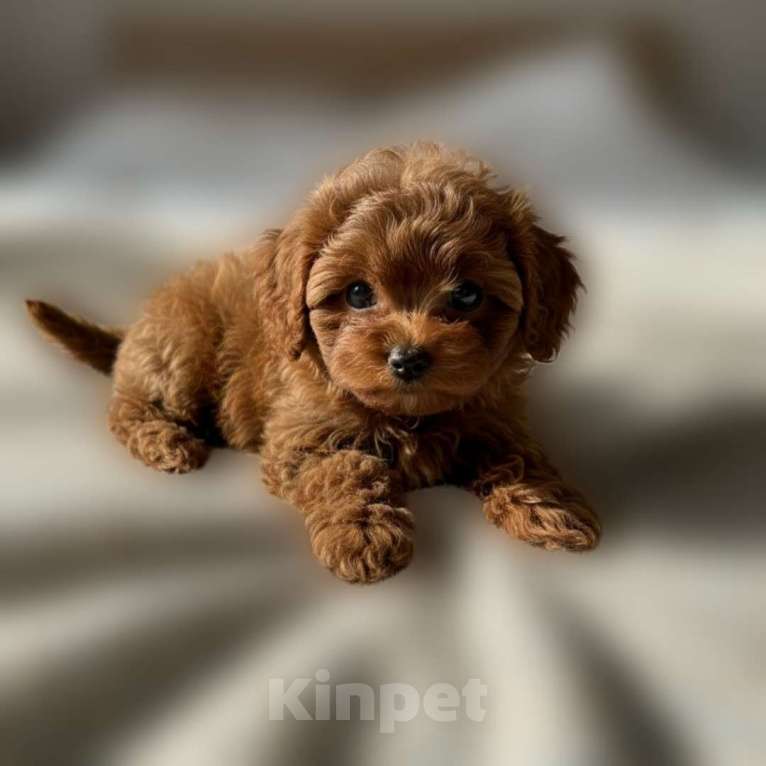 Собаки в Ростове-на-Дону: Мальтипу мини • кукольный мальчик • Red Brown • родители Корея Мальчик, 250 000 руб. - фото 3