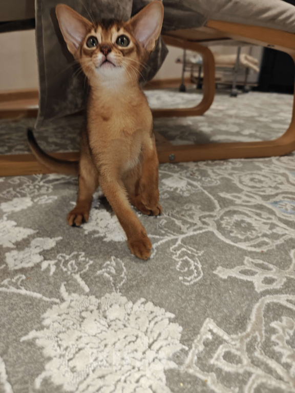 Кошки в Мытищах: Абиссинские котята в домашние любимцы Девочка 1 Девочка, 45 000 руб. - фото 1