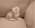 Кошки в Духовщине: Шотландские котята, 5 000 руб. - фото 2