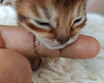 Кошки в Осе: Абиссинские котята, 18 000 руб. - фото 1