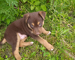 Собаки в Москве: Априкот - щенок коричневого шоколадного окраса в добрые руки Мальчик, 50 руб. - фото 2