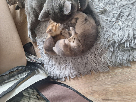 Котята британские