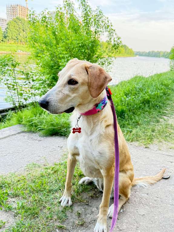 Собаки в Химках: Луна Русская гончая в добрые руки Девочка, Бесплатно - фото 8