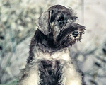 Собаки в Брянске: Цвергшнауцер щенки Мальчик, Бесплатно - фото 2