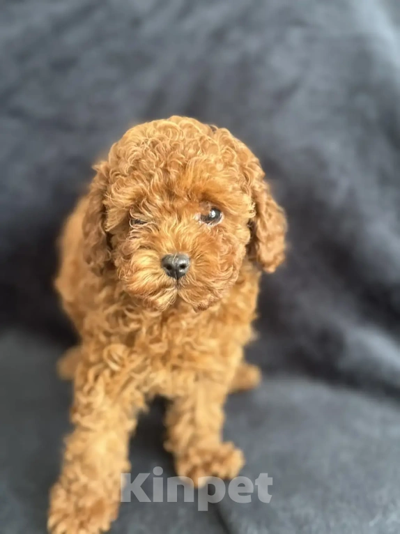 Собаки в Москве: Той -пудель мальчики , девочки Мальчик, Бесплатно - фото 6