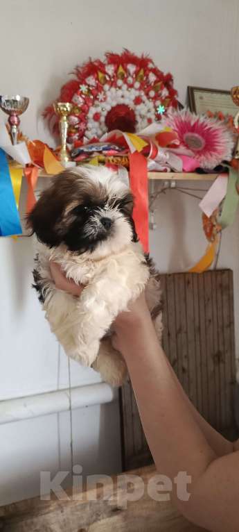 Собаки в Краснодаре: Девочка ши - тцу Девочка, Бесплатно - фото 1