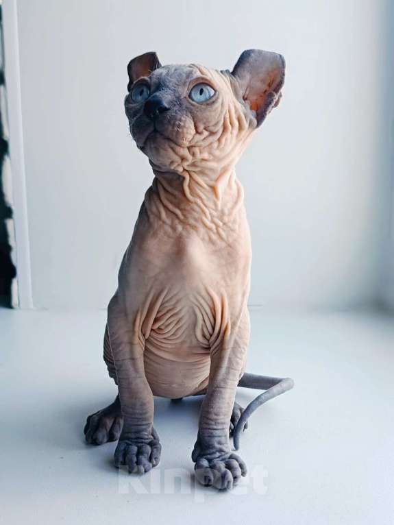 Кошки в Нефтекамске: канадский сфинкс эльф Мальчик, 45 000 руб. - фото 5