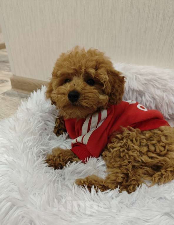 Собаки в Москве: Той-пудель пушистый мальчик Мальчик, 65 000 руб. - фото 2