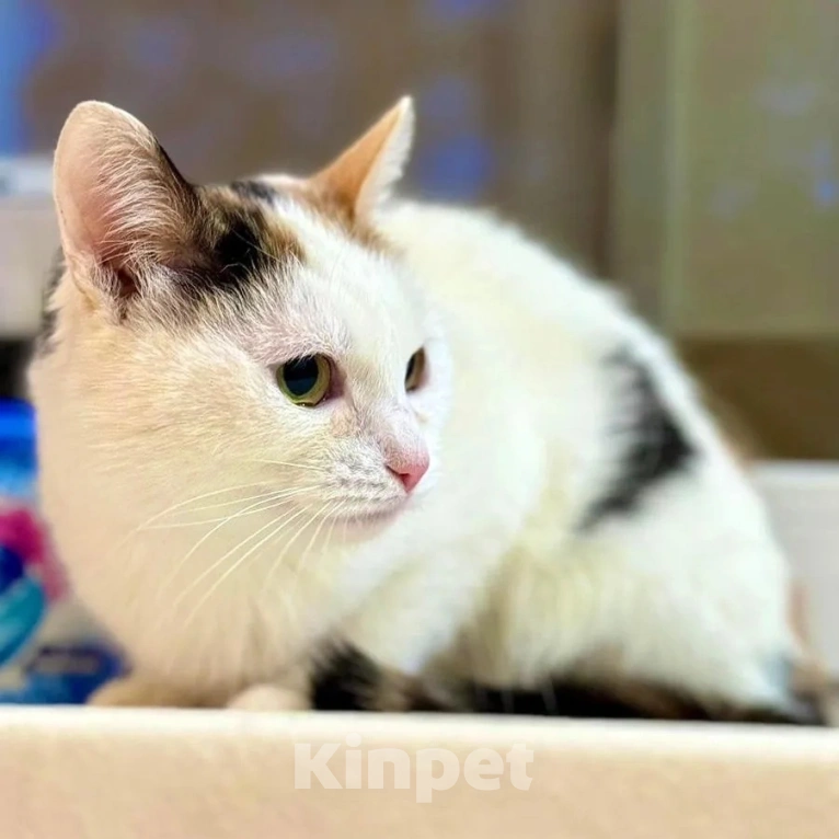 Кошки в Москве: Маленькая кошечка хочет стать домашней  Девочка, Бесплатно - фото 3