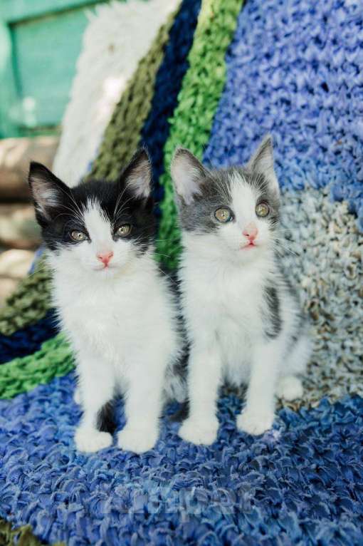 Кошки в Магнитогорске: Две красивые и ласковые сестрички ищут дом!  Девочка, Бесплатно - фото 3