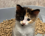 Кошки в Астрахани: Котёнок в семью Девочка, Бесплатно - фото 1