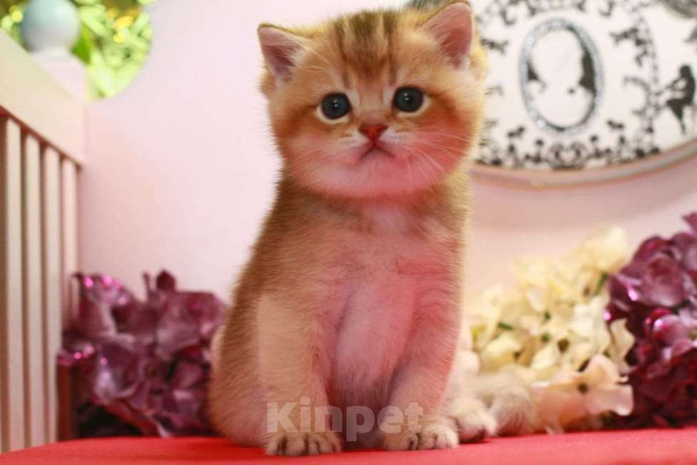 Кошки в Москве: Золотая красотка  Девочка, 30 000 руб. - фото 8