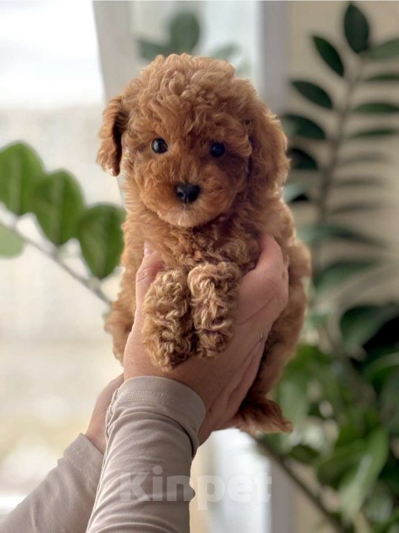 Собаки в Москве: Девочка мальтипу Девочка, 160 000 руб. - фото 2