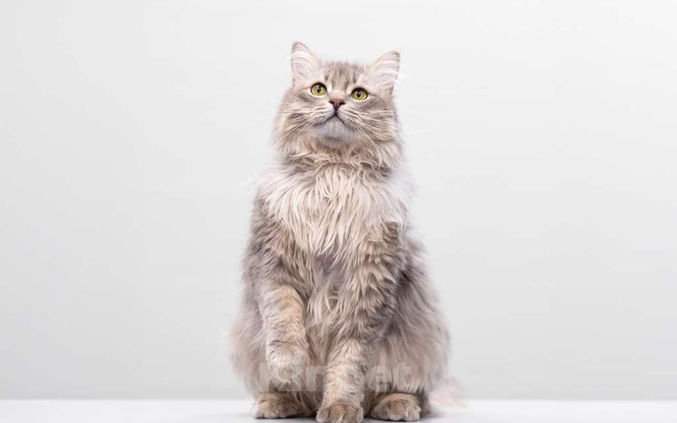 Кошки в Москве: кот Дракула в добрые руки Мальчик, Бесплатно - фото 4