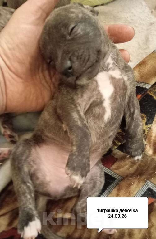 Собаки в других городах Московской области: Американский питбультерьер . Девочка Девочка, 40 000 руб. - фото 2