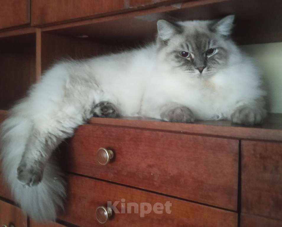 Кошки в Москве: Сибирский (Невский Маскарадный)  котенок) Мальчик, Бесплатно - фото 5