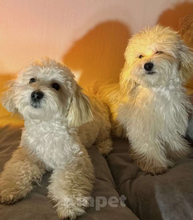 Собаки в Перми: Малыш Мальчик, Бесплатно - фото 1