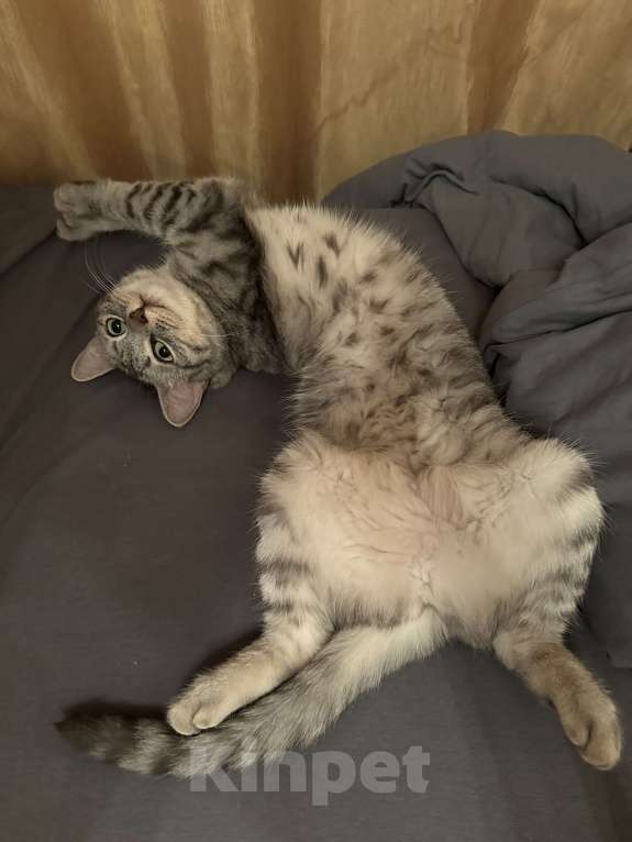 Кошки в Москве: Отдам Вафлю в добрые руки Девочка, Бесплатно - фото 3