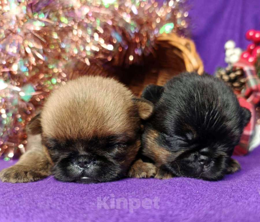 Собаки в Москве: пти-брабансоны девочки Девочка, 60 000 руб. - фото 3