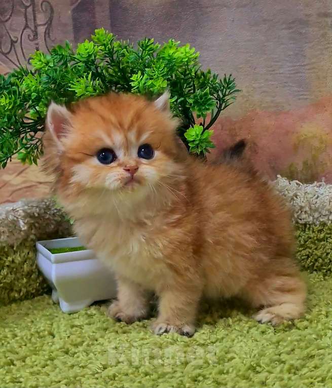 Кошки в Орле: ДРОГОЦЕННОЕ ЧУДО, ЗОЛОТАЯ ШИНШИЛЛА  Девочка, Бесплатно - фото 4