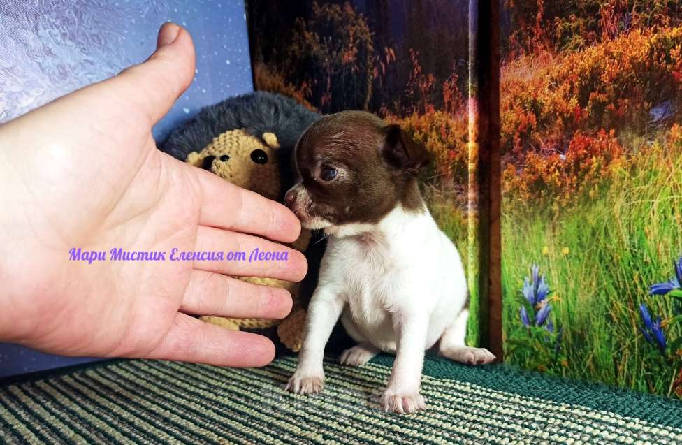 Собаки в Санкт-Петербурге: Еленсия мини и Ева супер мини чихуахуа Девочка, 100 000 руб. - фото 3