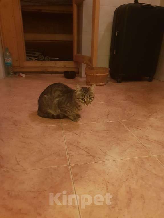 Кошки в Москве: Нашёл кошку Девочка, Бесплатно - фото 5