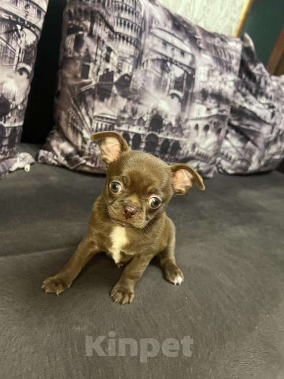 Собаки в Москве: Замечательный мальчик чихуахуа Мальчик, 35 000 руб. - фото 2