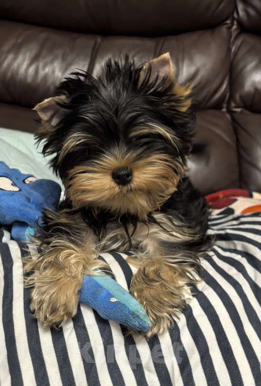 Собаки в других городах Московской области: Девочка йоркширский терьер  Девочка, 60 000 руб. - фото 5