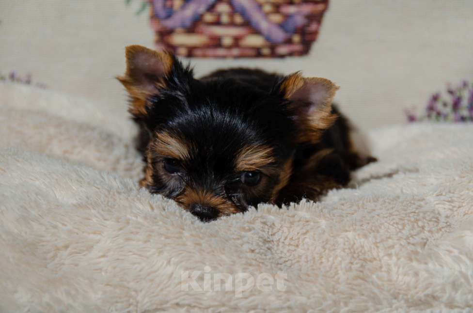 Собаки в Москве: Йоркширский терьер девочка  Девочка, Бесплатно - фото 2