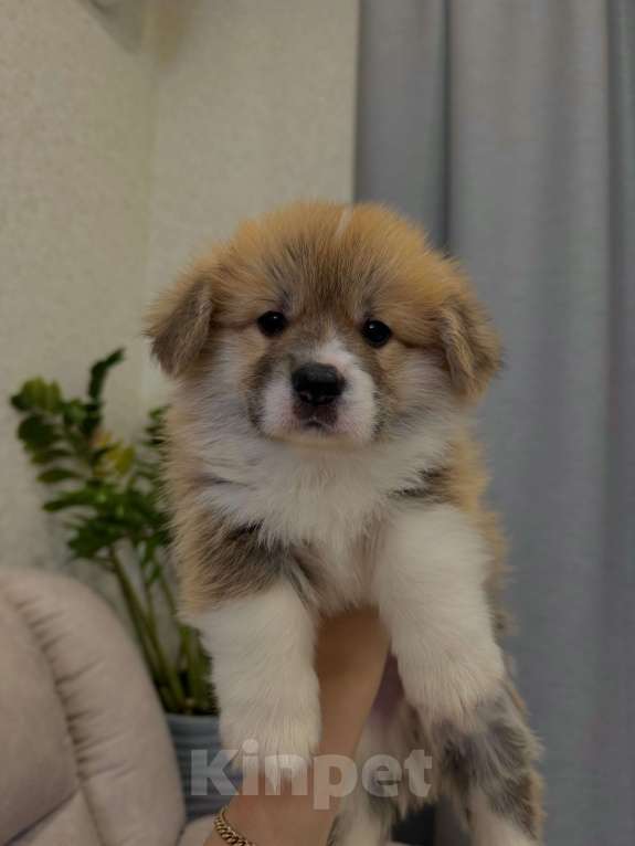 Собаки в Москве: Щенки Вельш Корги пемброк Девочка, 130 000 руб. - фото 6