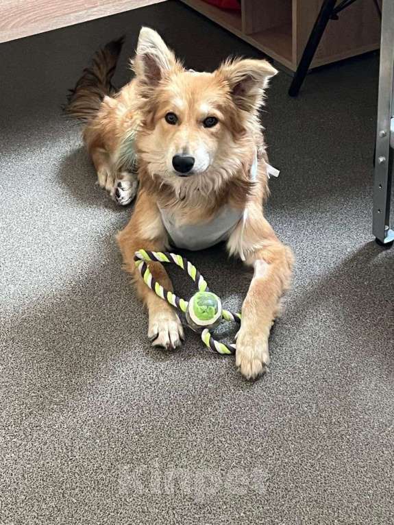 Собаки в Липецке: Лиса очень ждет свою семью Девочка, Бесплатно - фото 2